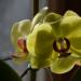 yellow orchid